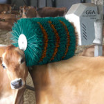 Image of a cow brush