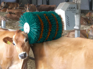 An image of the cow brush e-brush in action