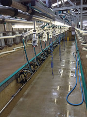 Image of milking parlour installed by Griffins Dairy Equipment at Burton Manor Farm